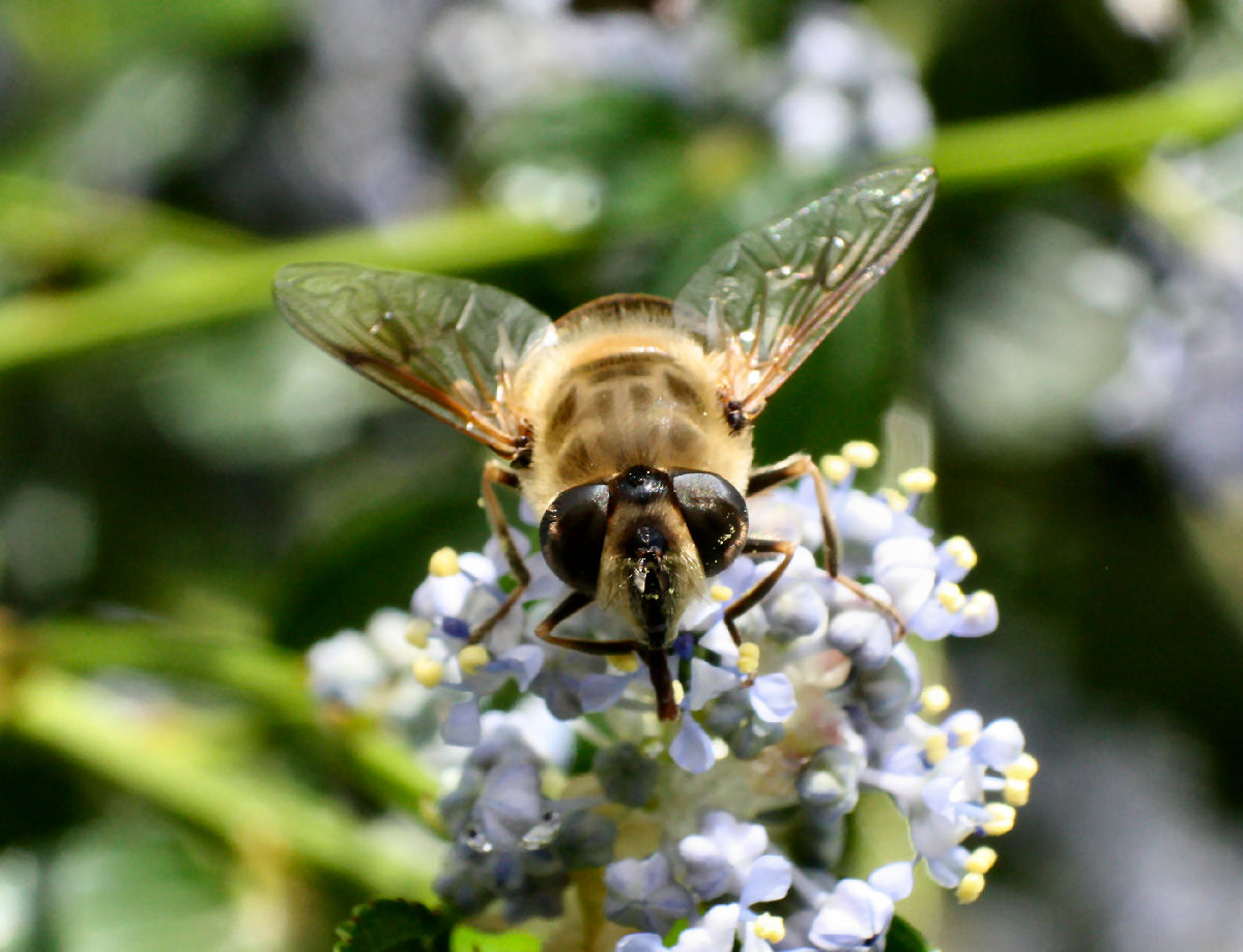 Collettes sp.? No. Femmina di Eristalis tenax